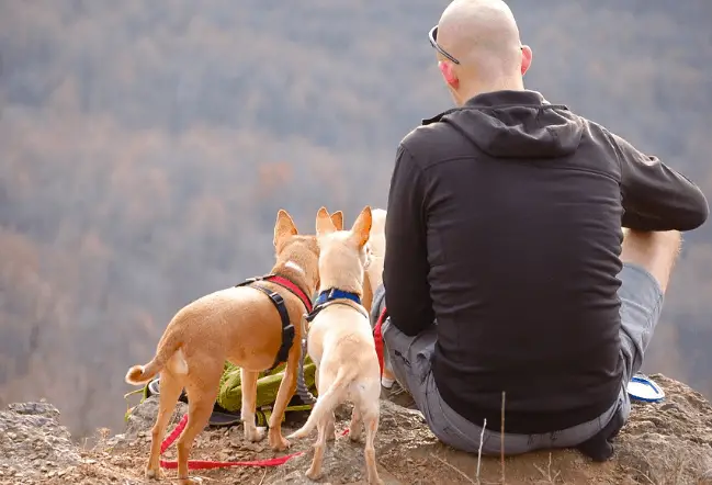 camping with pets